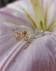Piercing Corona 1
